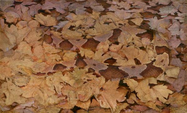 Abbott Handerson Thayer Copperhead Snake On Dead Leaves