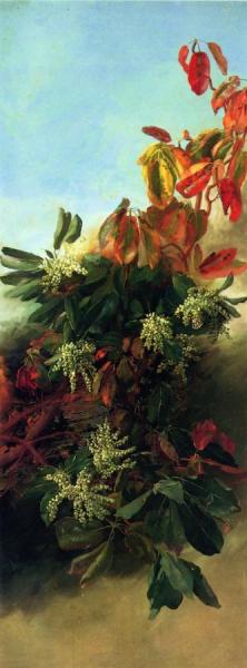 Madrone, Dogwood And Elderberry (i) by Abby Williams Hill