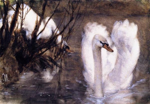 Two Swans by Adolph Von Menzel