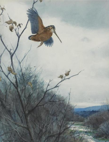 Single Woodcock by Aiden Lassell Ripley Oil Painting Reproductions