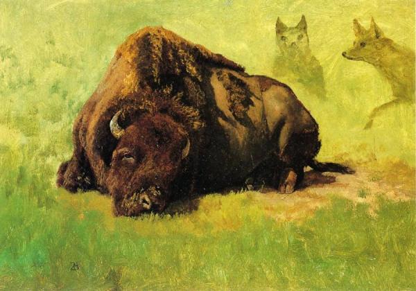 Bison With Coyotes In The Background by Albert Bierstadt