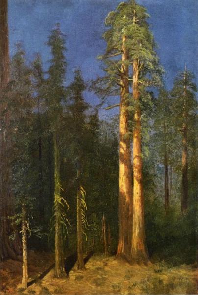 California Redwoods by Albert Bierstadt