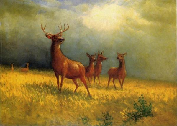 Deer In A Field by Albert Bierstadt