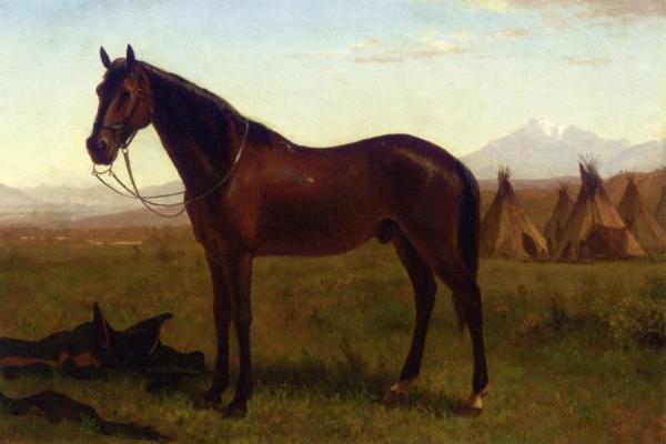 Portrait Of A Horse by Albert Bierstadt