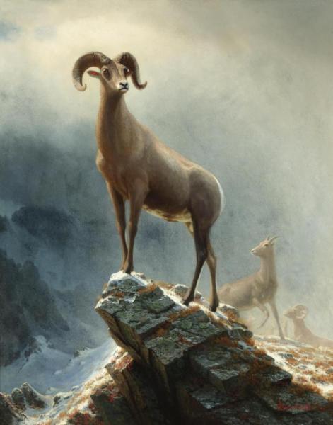 Rocky Mountain,big Horn Sheep by Albert Bierstadt