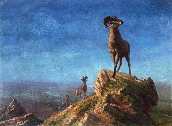Rocky Mountain Big Horns by Albert Bierstadt