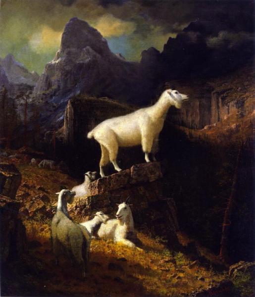 Rocky Mountain Goats by Albert Bierstadt