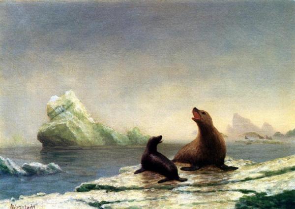 Seals by Albert Bierstadt