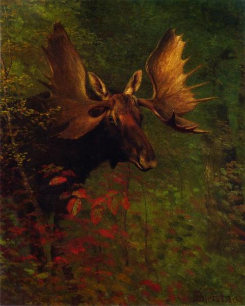 Study Of A Moose by Albert Bierstadt Oil Painting Reproductions