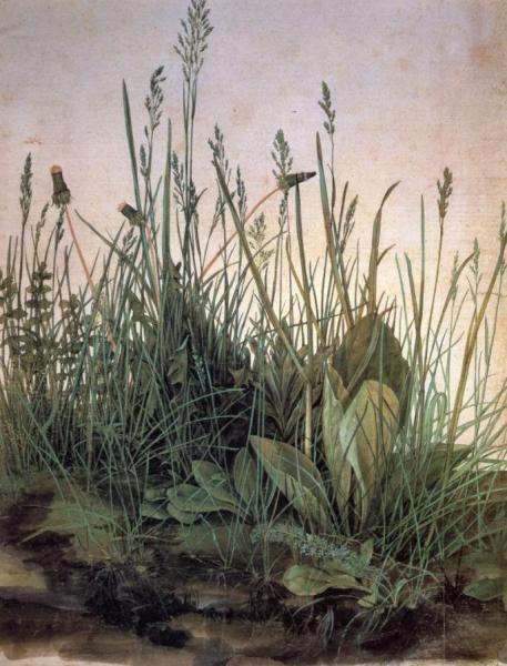 Large Turf by Albrecht Dürer