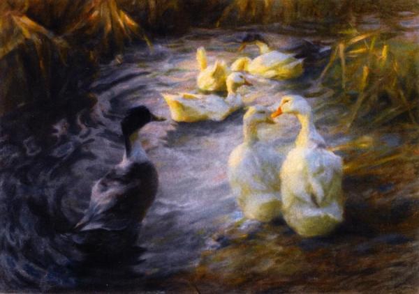 Ducks Among The Reeds In A Pond by Alexander Koester Oil Painting Reproductions