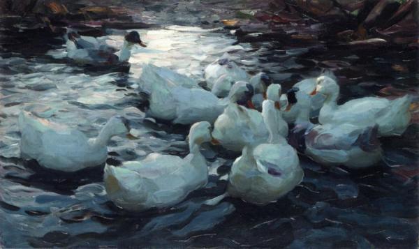 Alexander Koester Ducks Feeding