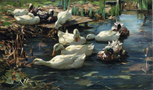 Alexander Koester Ducks In A Quiet Pool