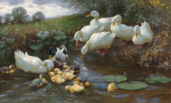 Alexander Koester Family Of Ducks At The Water
