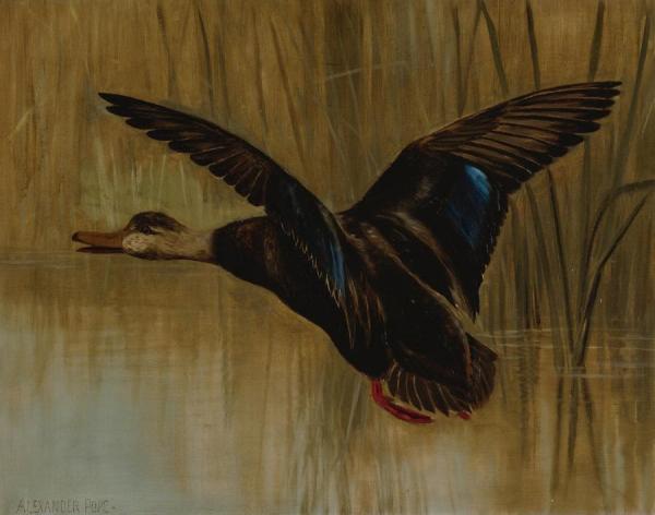 Mallard In Flight by Alexander Pope Oil Painting Reproductions