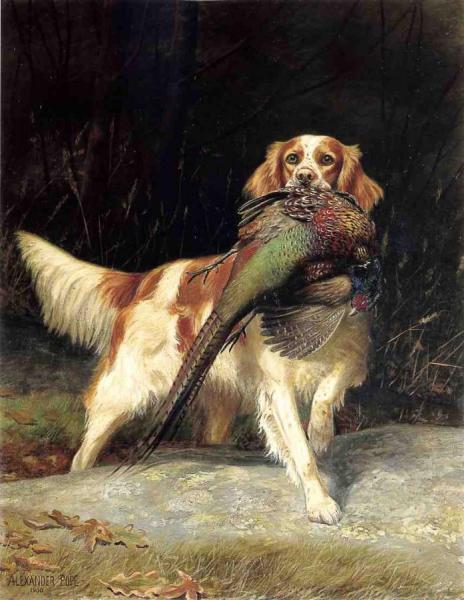 Alexander Pope Springer Spaniel With Pheasant