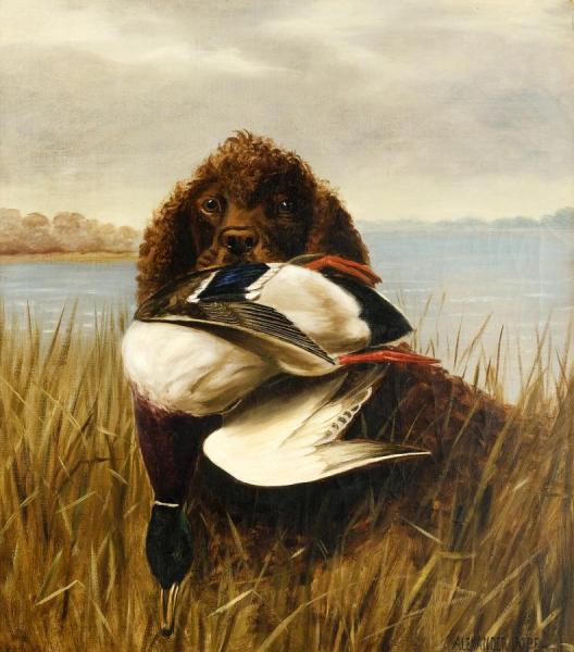 Alexander Pope The Water Spaniel