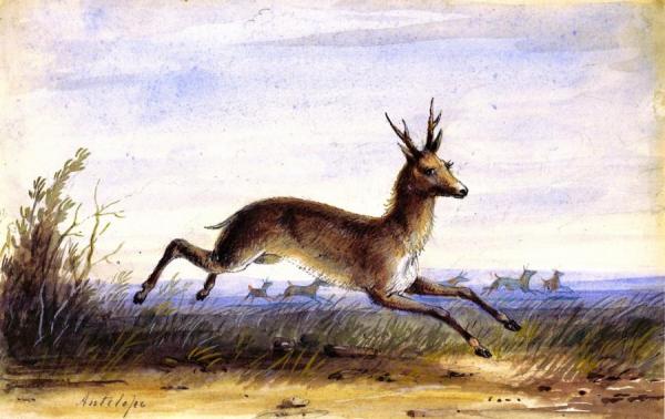 Antelope by Alfred Jacob Miller