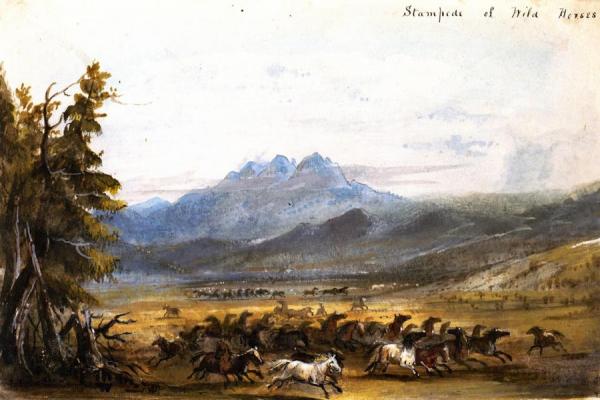 Stampede Of Wild Horses by Alfred Jacob Miller