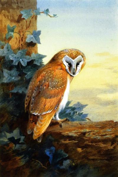 A Barn Owl by Archibald Thorburn