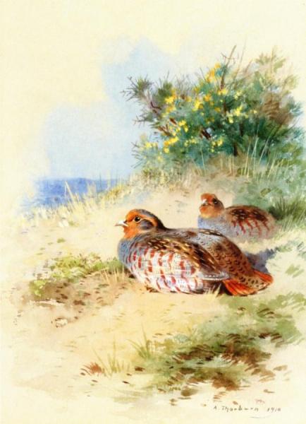 A Brace Of Grey Partridges by Archibald Thorburn