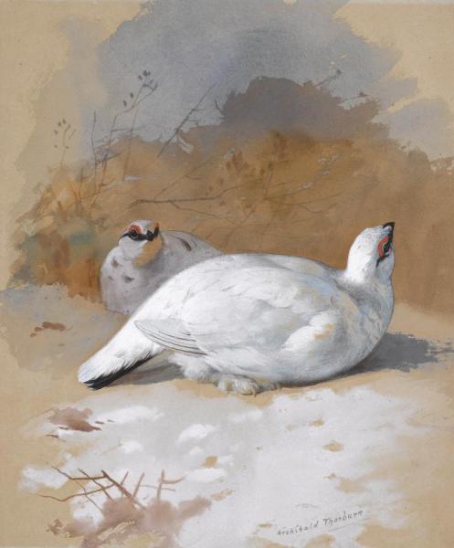 Archibald Thorburn A Brace Of Ptarmigan In The Snow