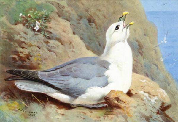 Archibald Thorburn A Fulmar Petrel