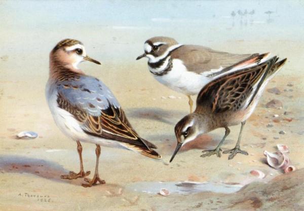 A Knot, A Sandpiper And A Little Ringed Plover by Archibald Thorburn