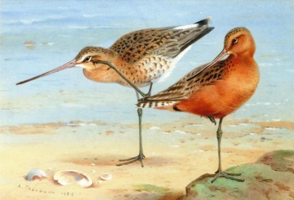 A Pair Of Bar-tailed Godwit by Archibald Thorburn