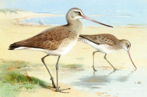 A Pair Of Black-tailed Godwit by Archibald Thorburn