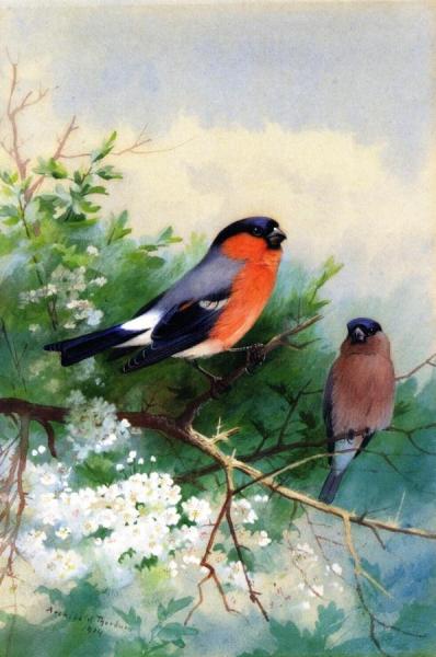 A Pair Of Bullfinches by Archibald Thorburn
