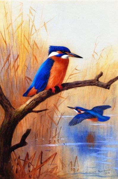 A Pair Of Kingfishers by Archibald Thorburn