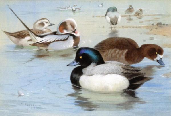 A Pair Of Long-tailed Ducks And A Pair Of Scaup by Archibald Thorburn