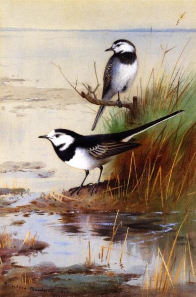 Archibald Thorburn A Pair Of Pied Wagtails