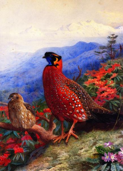 A Pair Of Satyr Tragopans by Archibald Thorburn