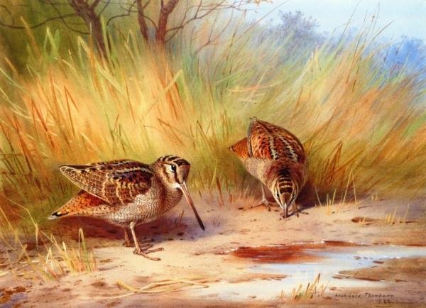Archibald Thorburn A Pair Of Woodcock