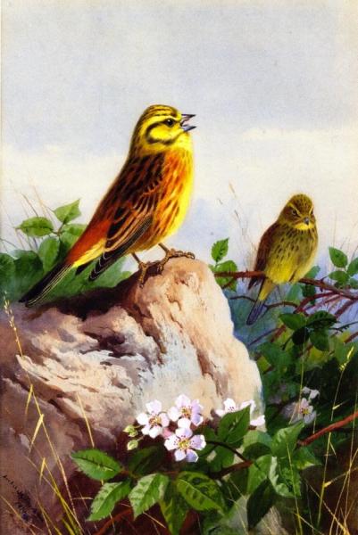 A Pair Of Yellowhammers by Archibald Thorburn
