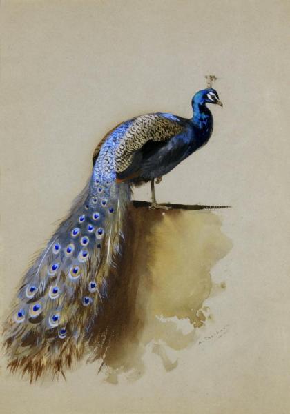 A Peacock by Archibald Thorburn
