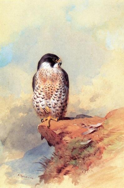 A Peregrine Falcon by Archibald Thorburn