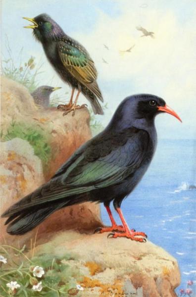 A Rock Starling And A Common Cough by Archibald Thorburn