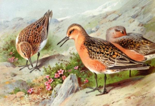 A Trio Of Knots by Archibald Thorburn