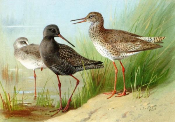 A Trio Of Redshank by Archibald Thorburn