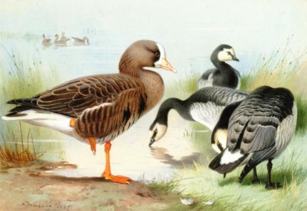 A White-fronted Goose And Barnacle Geese by Archibald Thorburn