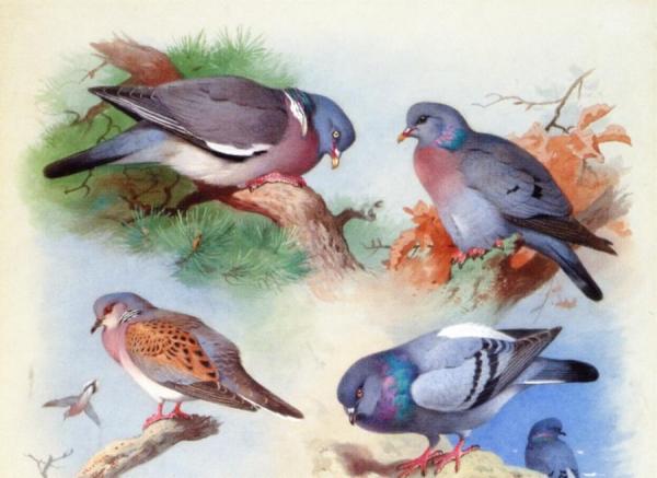 Archibald Thorburn A Wood Pigeon, A Stock Dove, A Turtle Dove And A Rock Pigeon