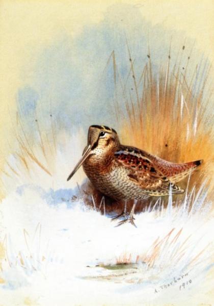 A Woodcock by Archibald Thorburn
