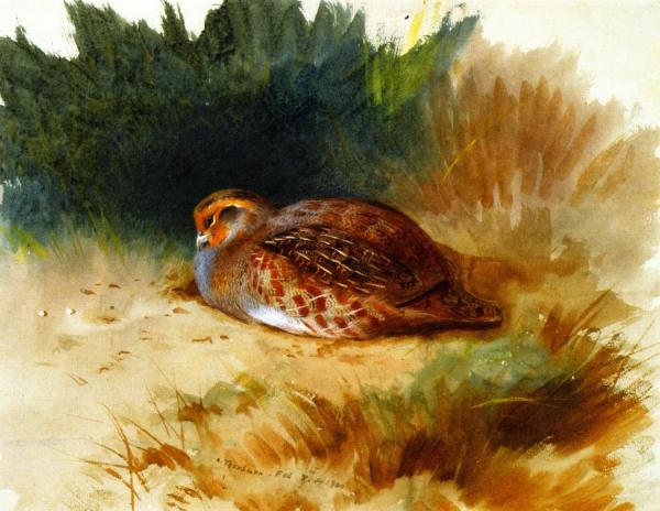 A Young Partridge by Archibald Thorburn