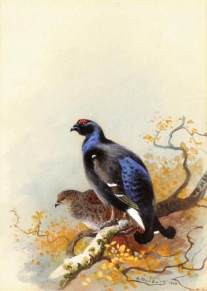 Black Game by Archibald Thorburn