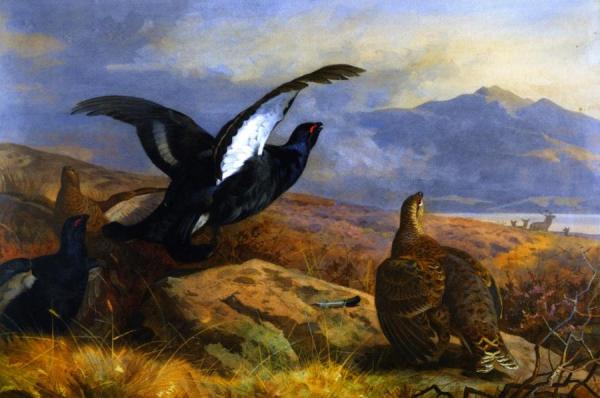 Black Grouse In A Highland Landscape With Red Deer In The Background by Archibald Thorburn
