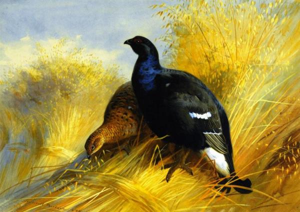 Blackgame On Corn Stocks by Archibald Thorburn