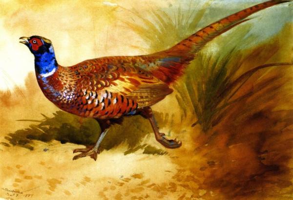 Cock Pheasant by Archibald Thorburn